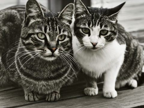 Streunerkatzen Hilfe