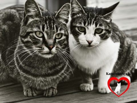 Streunerkatzen Hilfe