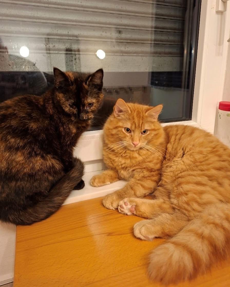 Marlon (Rot) & Mary (Schildpatt)