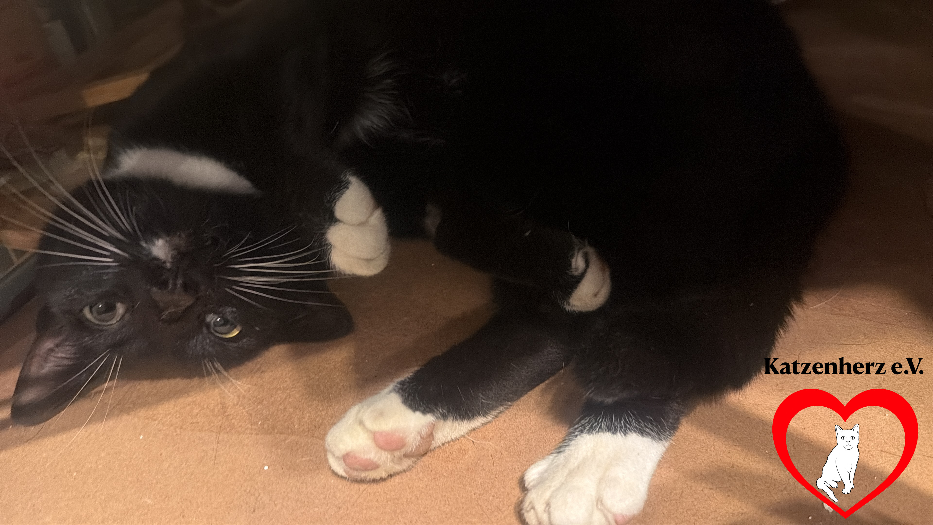Oreo