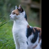 Sterilisationsprogramme