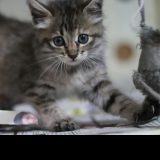 Vermittlungsprogramme